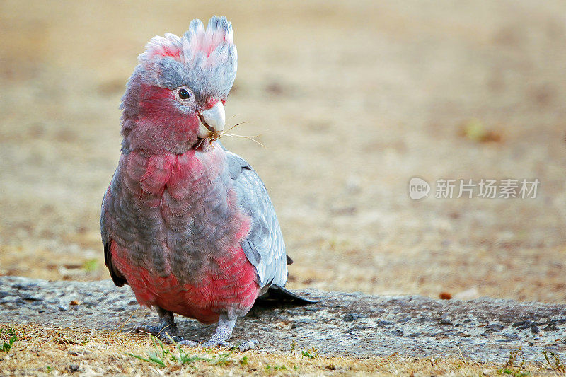 婴儿喙(Eolophus roseicapilla)